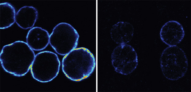 Compared to T. gondii cyst walls formed with normal GalNac-T3 enzyme (left), cyst walls formed with mutant enzyme were weaker (right).