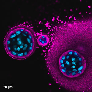 3D salivary spheroids release amylase upon stimulation.